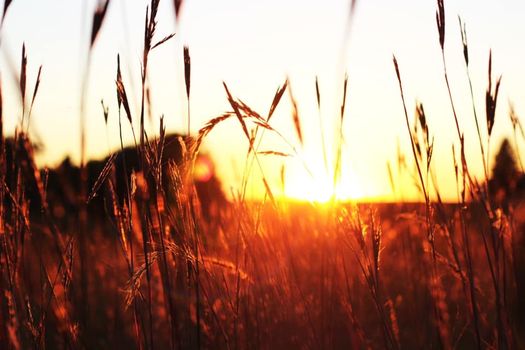 wheat field