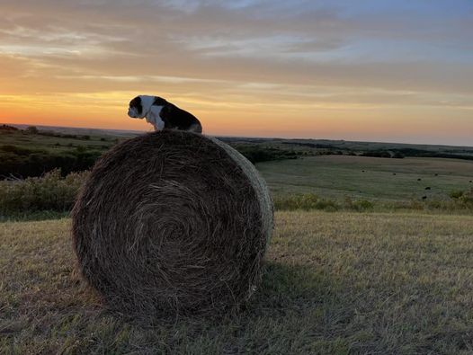 dog on big hay bale