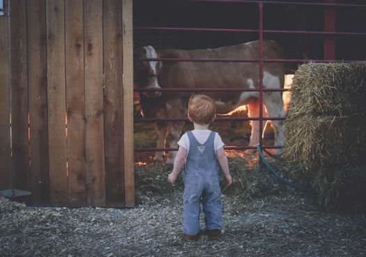 little boy with cattle