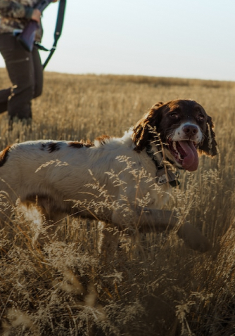 dog in a field