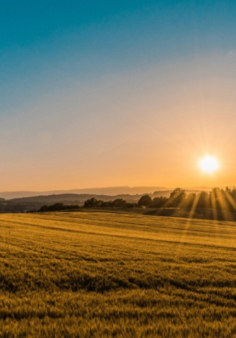 sun over a field