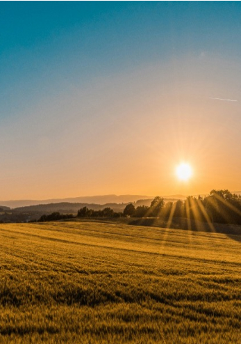 sun over a field